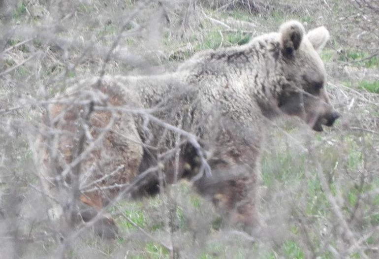 'Dağların oğlu' yaban hayatın fotokapanı gibi