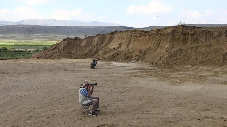 Van'da kırlangıçların yuva yaptığı tepe fotoğraf tutkunlarının mekanı oldu