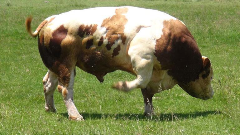 Tam 1.5 ton ağırlığında Paşa fiyatıyla dudak uçuklattı...