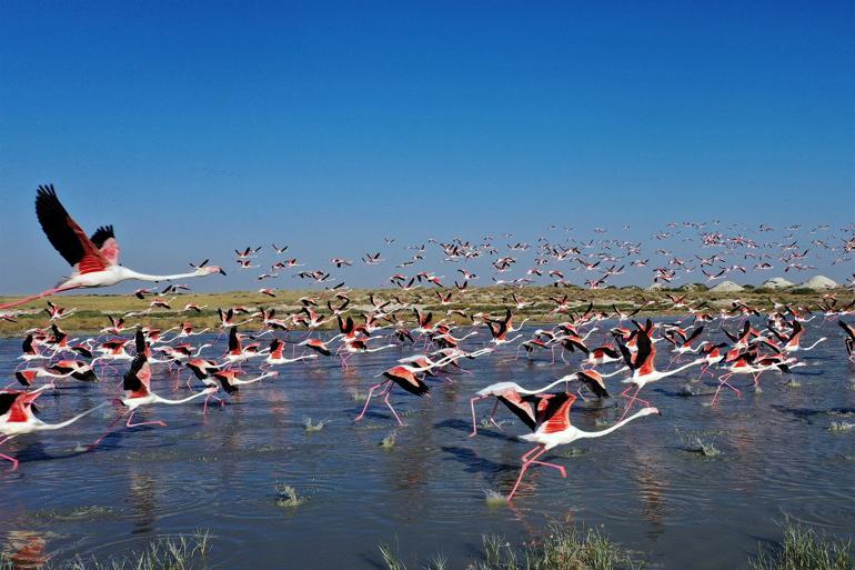 Flamingoların yaşam cenneti: Tuz Gölü