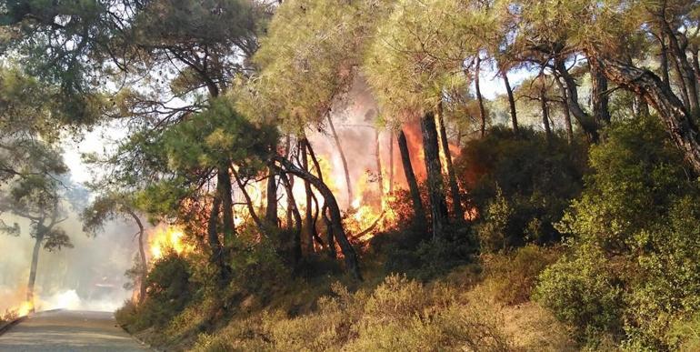 Son dakika... Heybeliada&#39;da çıkan orman yangını kontrol altına alındı! 3 kişi gözaltına alındı - Son Dakika Haberler