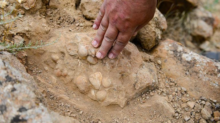 Iğdır'da bulunan yaprak ve midye fosilleri geçmişi aydınlatacak