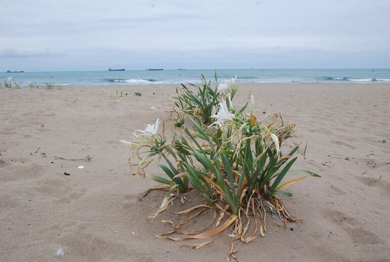 Bartın'da sahildeki kum zambakları koruma altında