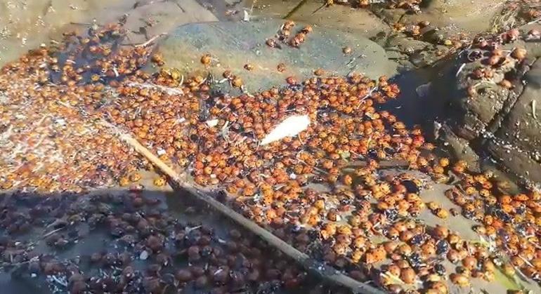 Türkiye'nin sakin adası Gökçeada’dan korkutan görüntüler