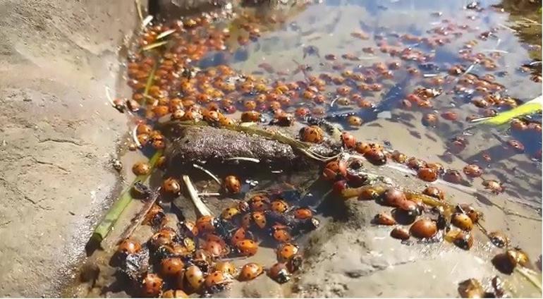 Türkiye'nin sakin adası Gökçeada’dan korkutan görüntüler