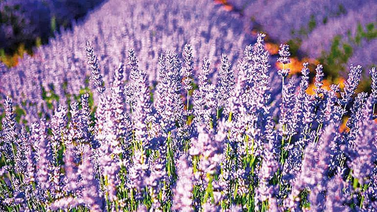 Çeşme’den tıbbi bitki atağı