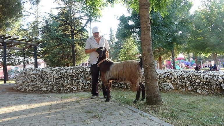Yalnızlıktan sıkılınca sahiplendiği keçiyle dost oldu