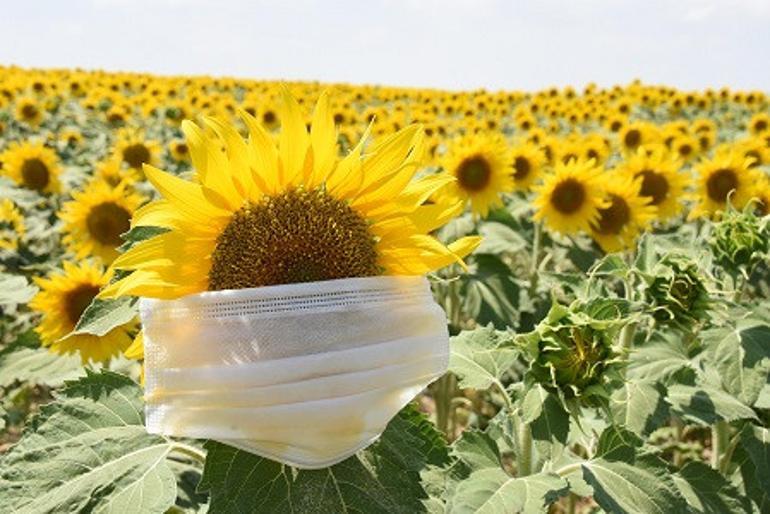 Eskişehir ovaları ayçiçekleriyle sarıya büründü... Fotoğraf tutkunlarının doğal stüdyosu haline geldi.