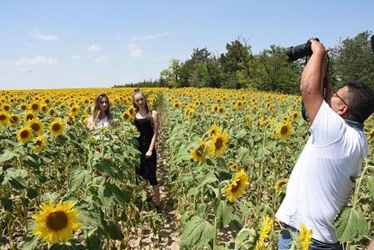 Eskişehir ovaları ayçiçekleriyle sarıya büründü... Fotoğraf tutkunlarının doğal stüdyosu haline geldi.