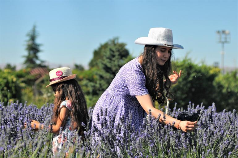 Afşin, lavanta tarlalarıyla turizme kapı aralıyor