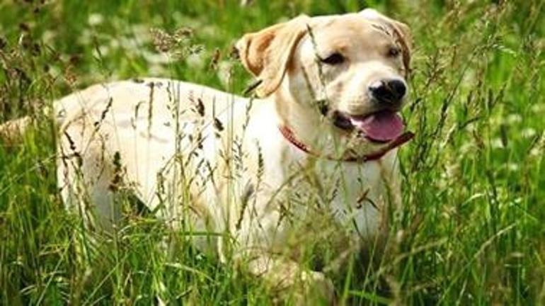 köpek ot yermi