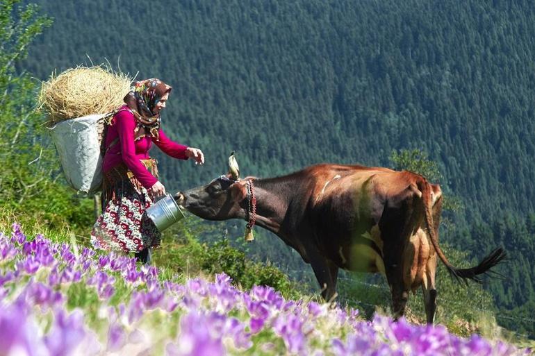 Karadeniz yaylalarında renk cümbüşü