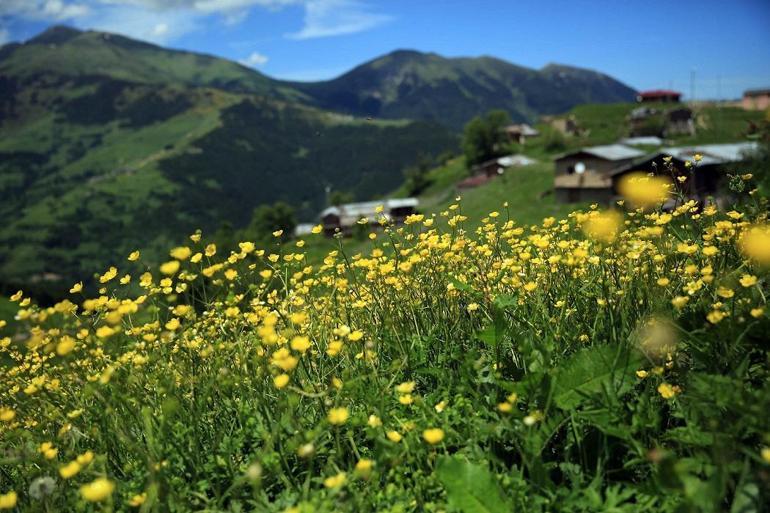 Karadeniz yaylalarında renk cümbüşü