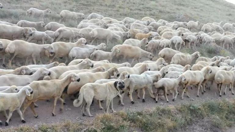 Bakan Varank duyurdu Kangal köpekleri ile ilgili önemli gelişme