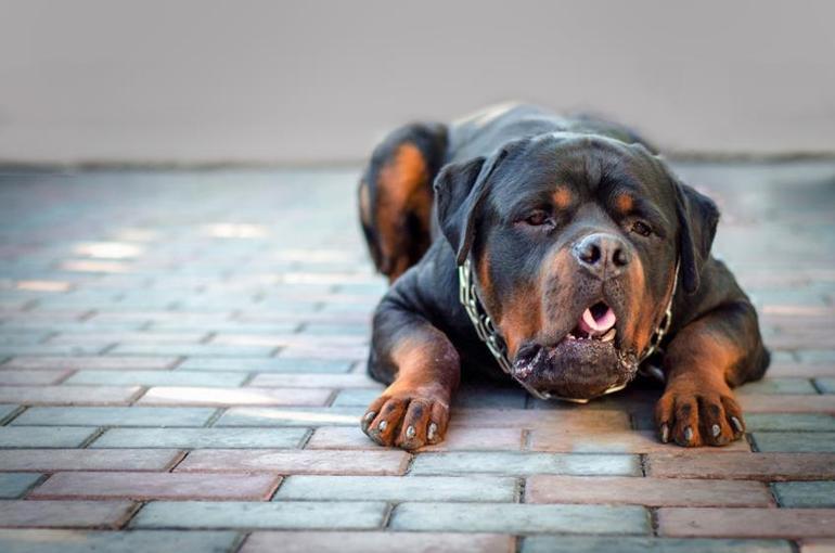 Köpeklerde Kusmanın Nedenleri