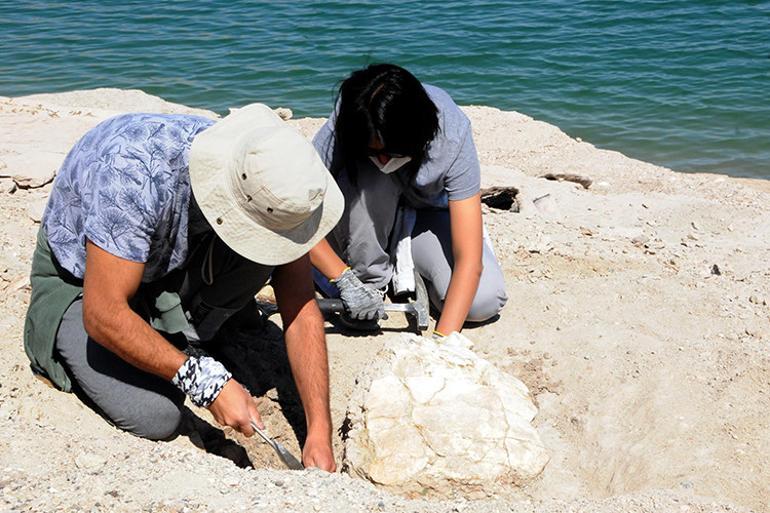 Böylesine ilk defa rastlandı...7,5 milyon yıllık olduğu ortaya çıktı