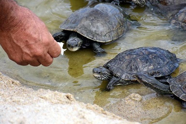 Edirne'de tatilciler kaplumbağaları elleriyle besliyor