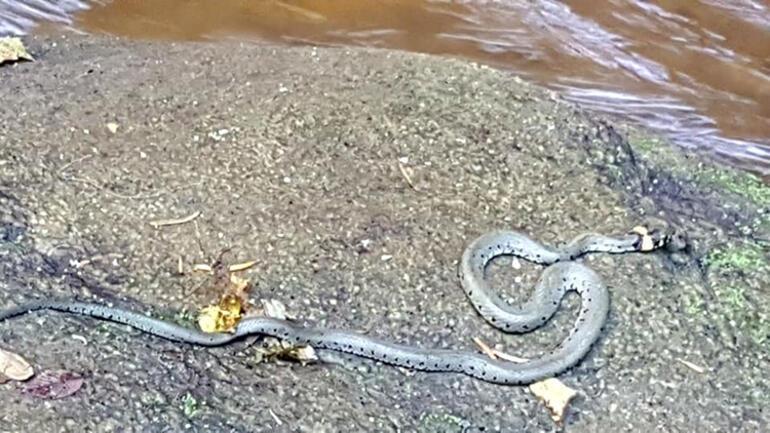 Küre Dağları Milli Parkı’nda, küpeli su yılanı görüldü