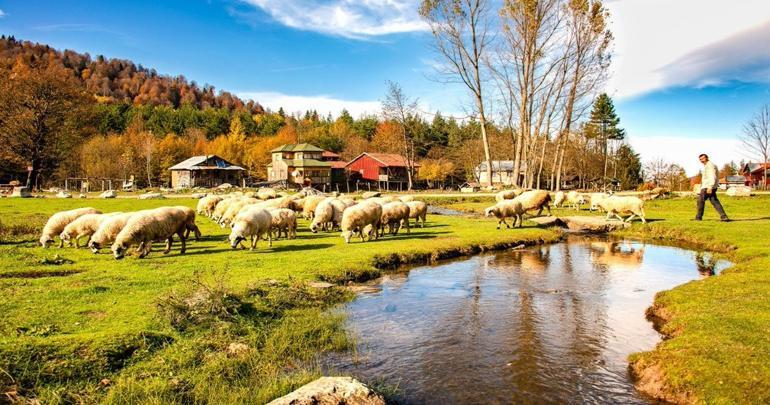 Orta ve Batı Karadeniz’in en güzel 10 yaylası