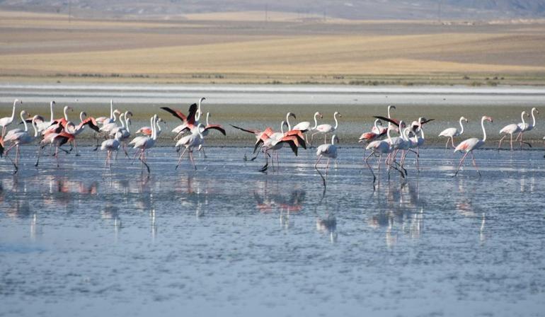 Flamingoların yaşam alanı daralıyor