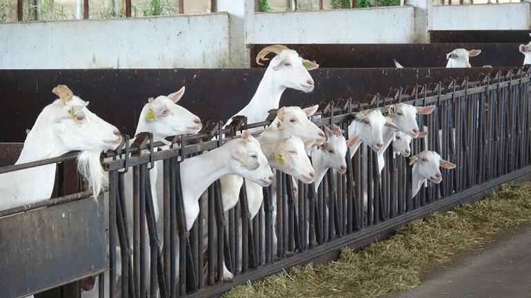 Doğada stresten uzak yaşıyorlar... Keçi çiftliği kurdular