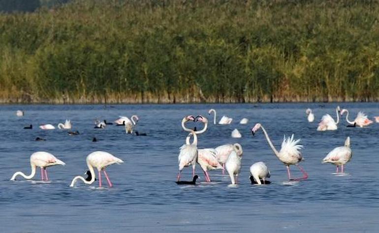 Van Gölü binlerce flamingoya ev sahipliği yapıyor