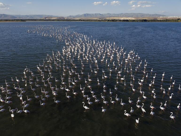 Van Gölü binlerce flamingoya ev sahipliği yapıyor