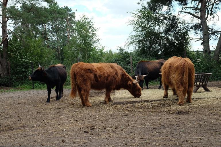 Avrupa’da safari deneyimi: Beekse Bergen