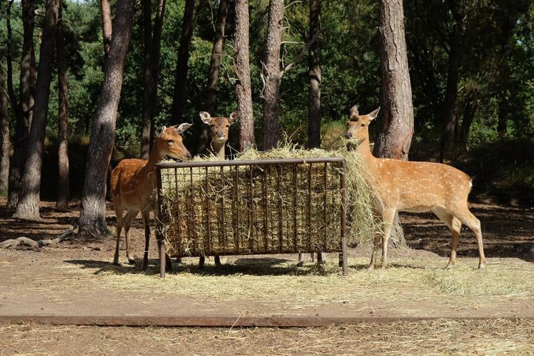 Avrupa’da safari deneyimi: Beekse Bergen