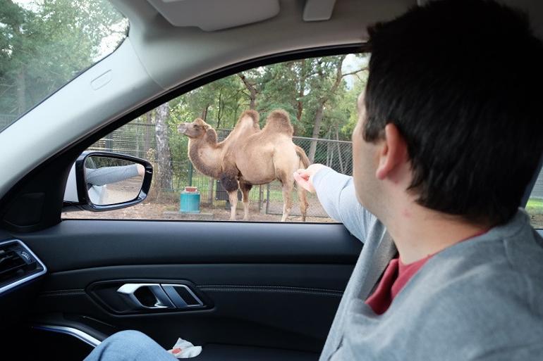 Avrupa’da safari deneyimi: Beekse Bergen