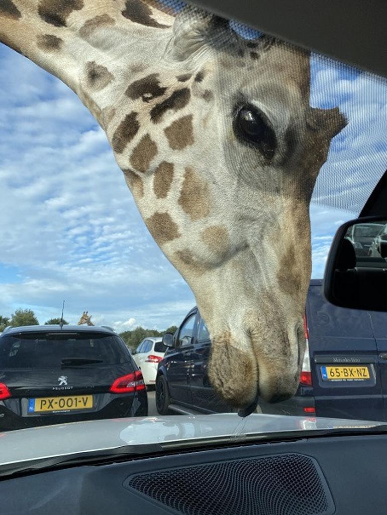 Avrupa’da safari deneyimi: Beekse Bergen