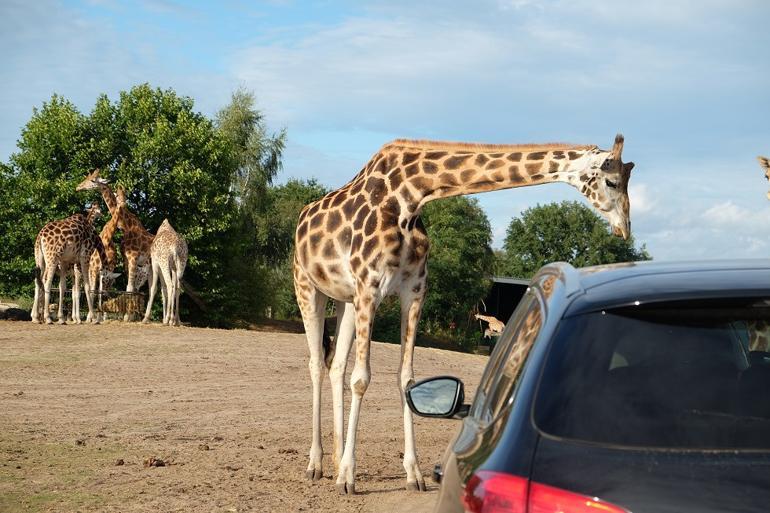 Avrupa’da safari deneyimi: Beekse Bergen