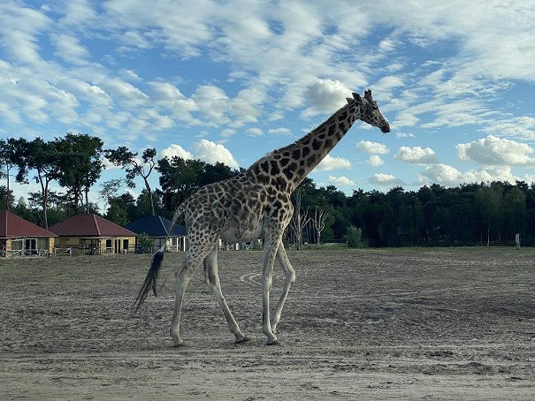 Avrupa’da safari deneyimi: Beekse Bergen