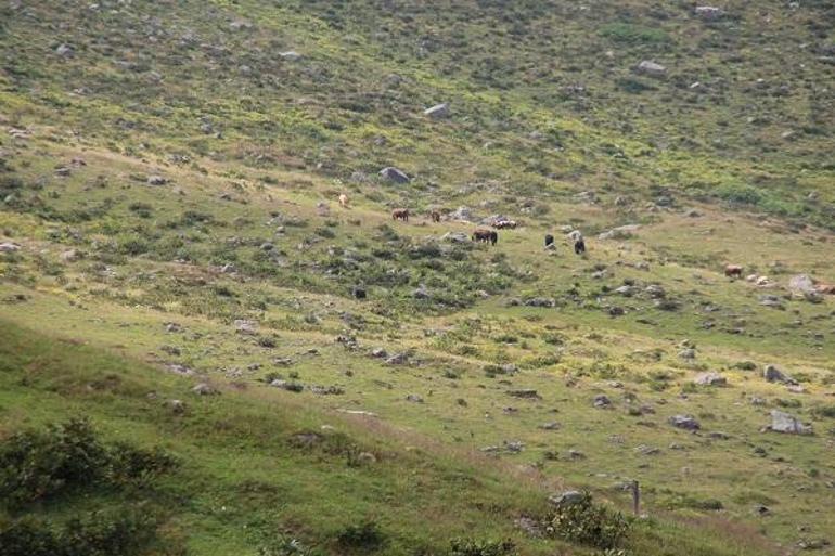 Yaylaya çöp bırakan piknikçilere tabelalı uyarı: Bu bölge ineklerin piknik alanıdır