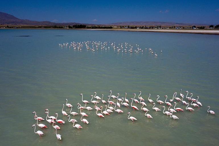 Flamingolar Arin Gölü’nü renklendiriyor