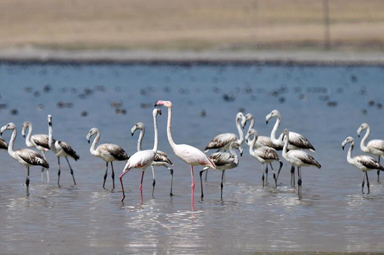 Flamingolar Arin Gölü’nü renklendiriyor