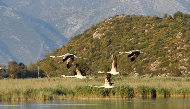 Kuş cennetinin yeni konukları flamingolar bu yıl erken geldi