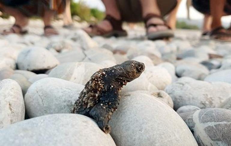 Çıralı'da bu sezon 3 bin 100 caretta caretta denizle buluştu