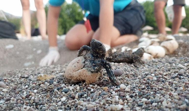 Çıralı'da bu sezon 3 bin 100 caretta caretta denizle buluştu