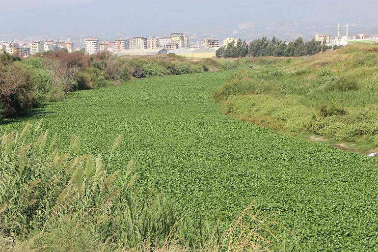 Su sümbülleri Asi Irmağı'nı yine istila etti