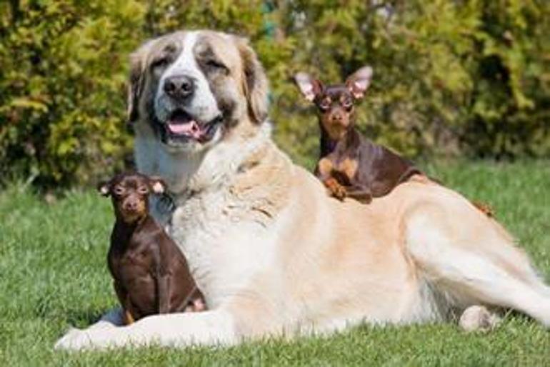 Büyük Irk Köpekler