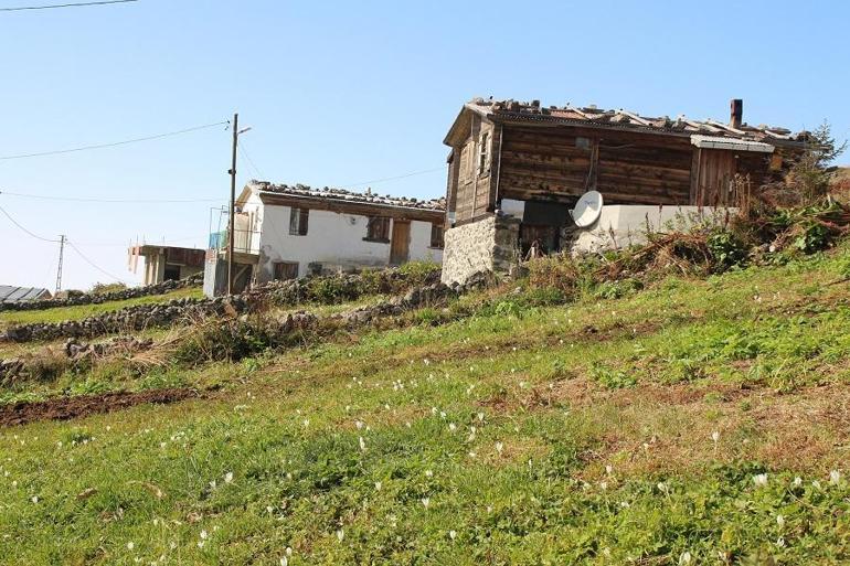 Karadeniz'de yayla dönüşlerine 'koronavirüs' rötarı