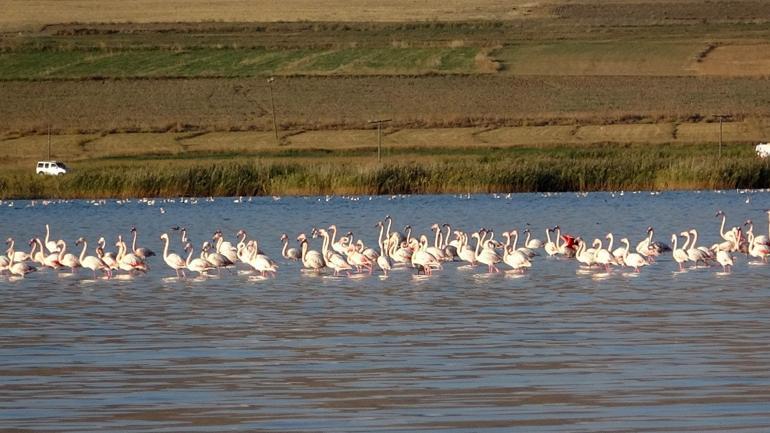 Erçek Gölü’ndeki flamingolar göz kamaştırdı