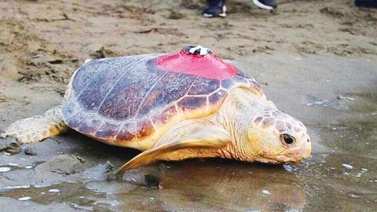 Caretta Tuba’nın peşinde... Kıyı kıyı, ada ada Akdeniz ülkeleri