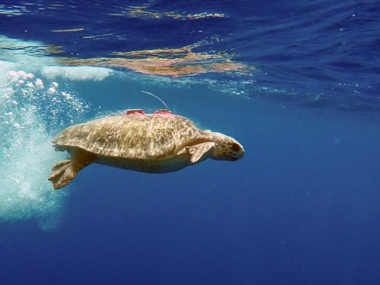 Caretta Tuba’nın peşinde... Kıyı kıyı, ada ada Akdeniz ülkeleri