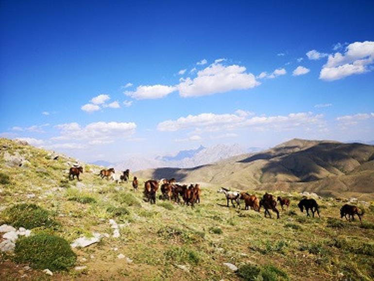 Hakkari'de yılkı atları, dronla görüntülendi