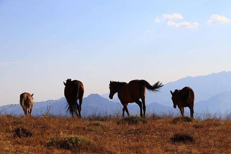 Hakkari'de yılkı atları, dronla görüntülendi