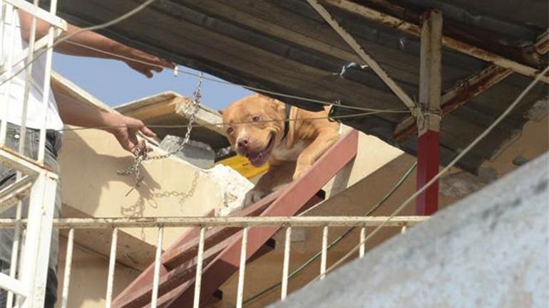 Adana Polisi Pitbull Cinsi 2 Kopegi Barinaga Birakti Son Dakika Haber