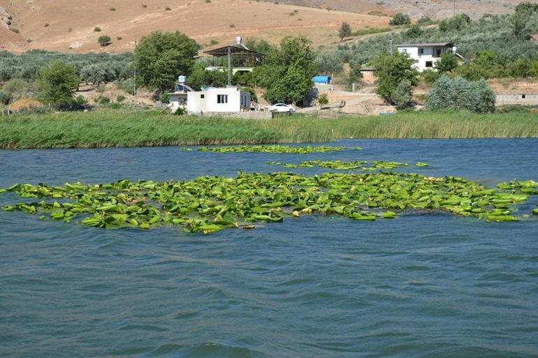 Gölbaşındaki nilüferler çevre kirliliği tehdidi altında