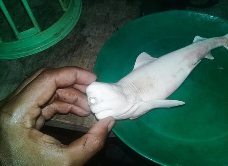Balıkçıların ağına takıldı... Endonezya’da tek gözlü köpekbalığı, görenleri şaşkına çevirdi